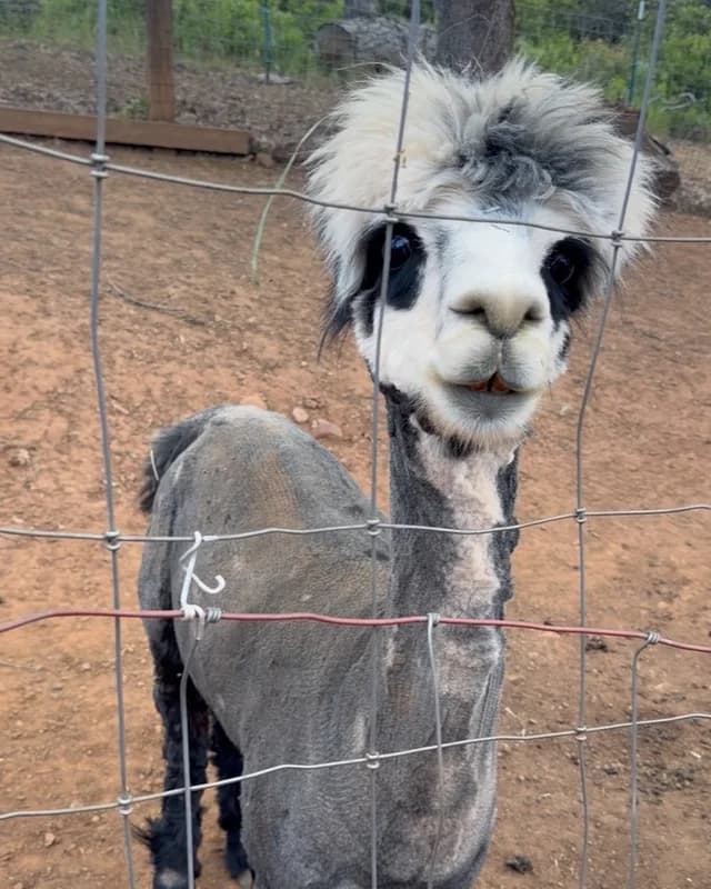 The real black-and-white llama that inspired the model